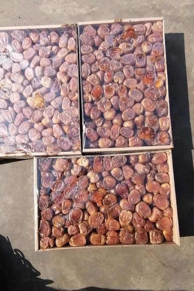 رطب  سكري القصيم السعودي